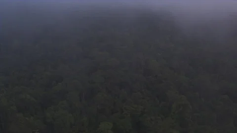 Tropical Rainforest Stock Footage 164881353