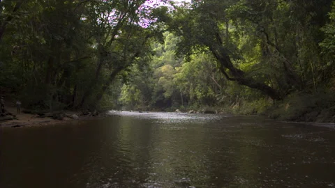 Tropical Rainforest Stock Footage 164881490