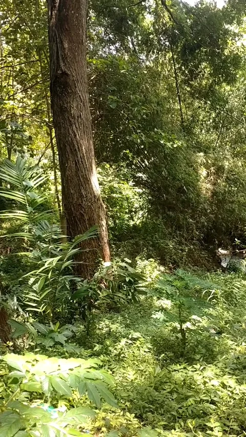 Tropical rainforest Stock Footage 327250292