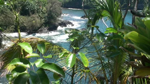Tropical rainforest, Hawaii Stock Footage