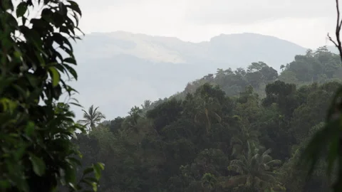 Tropical rainforest landscape during a light rain shower Stock-Footage 340641159