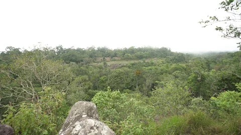 Tropical rainforest landscape Stock Footage 92302755