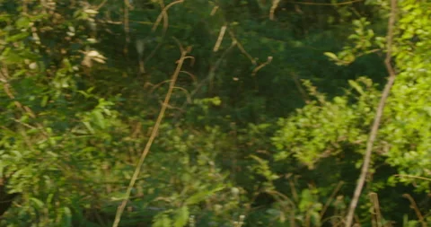 Tropical rainforest landscape pan Stock Footage 154656730