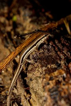 Tropical rainforest with lizard Foto stock