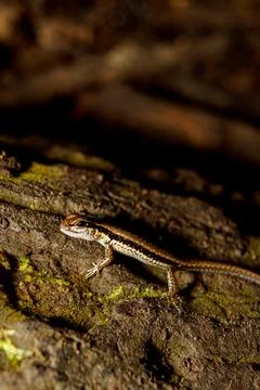 Tropical rainforest with lizard 스톡 사진