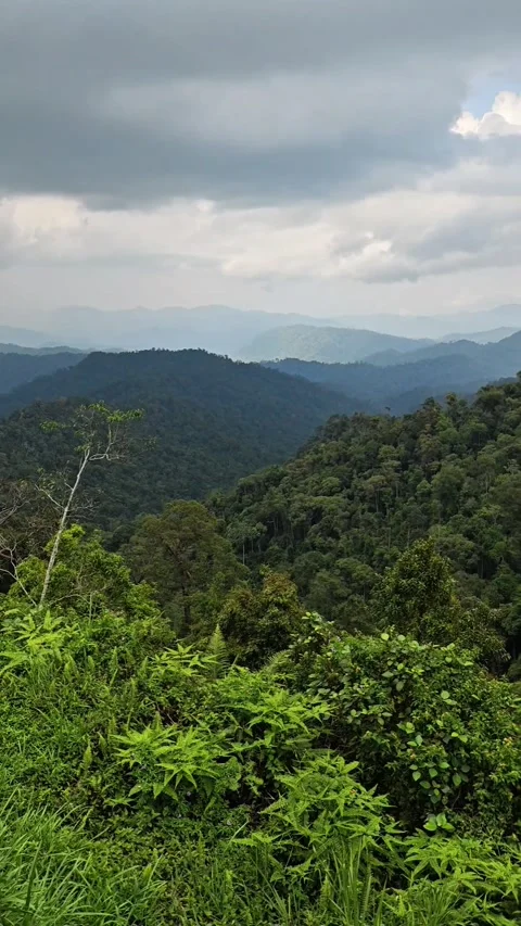 Tropical rainforest mountains Stock Footage 313133179