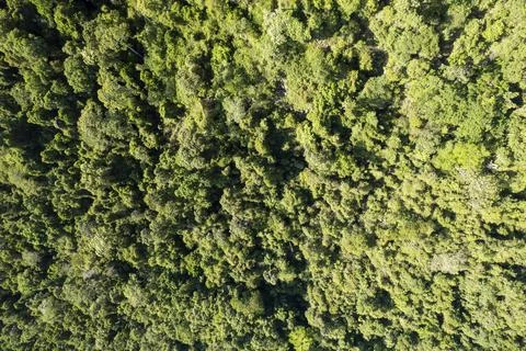 Tropical Rainforest On A Mountainside Stock Photos
