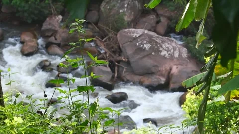 Tropical Rainforest Nature B roll, Waterfall Stream, focus on foreground fo.. Vídeo Stock 332399226