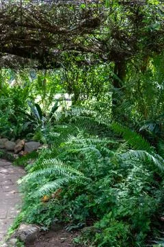Tropical Rainforest Path Lined with Dense Green Ferns and Overhanging Foliage Stock Photos