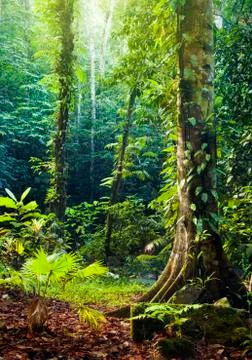 Tropical rainforest. Stock Photos