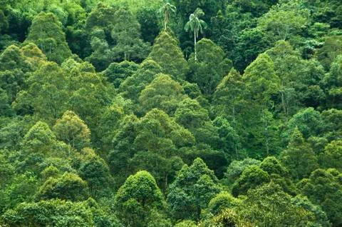 Tropical rainforest. Stock Photos