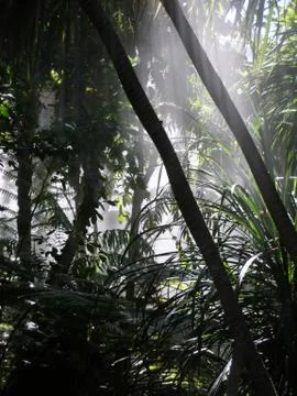 Tropical rainforest Stock Photos