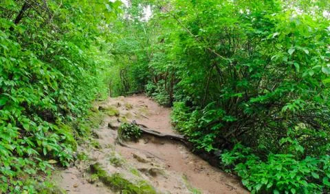 Tropical rainforest Foto stock