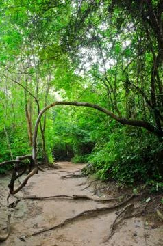 Tropical rainforest Foto stock
