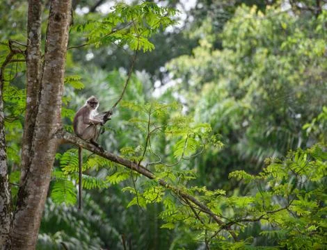 Tropical rainforest Stock Photos