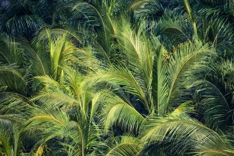 Tropical rainforest Stock-Fotos