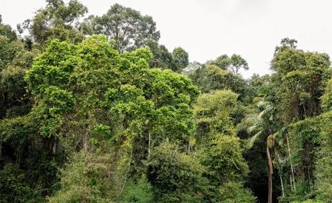 Tropical Rainforest Stock Photos