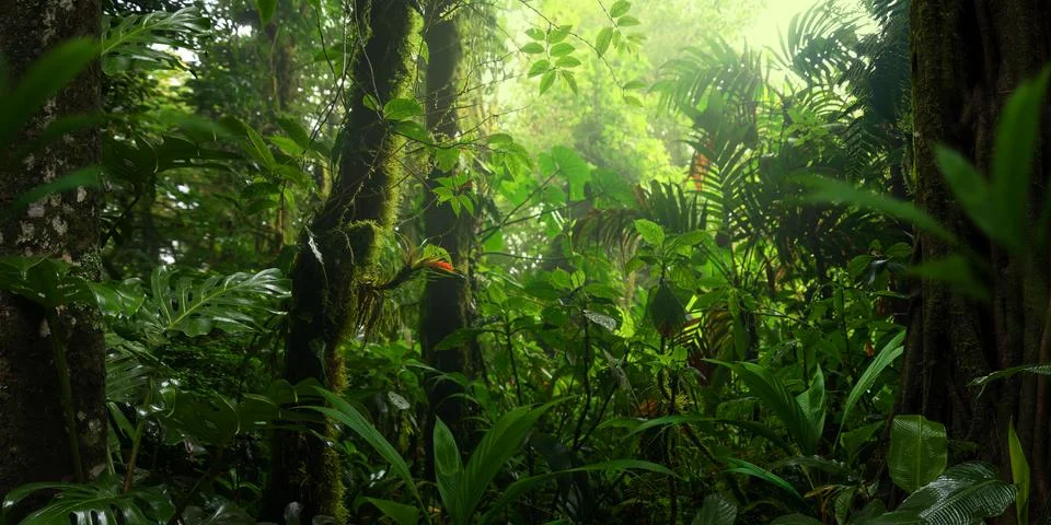 Tropical rainforest Stock Photos
