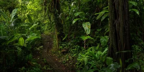 Tropical rainforest Stock Photos