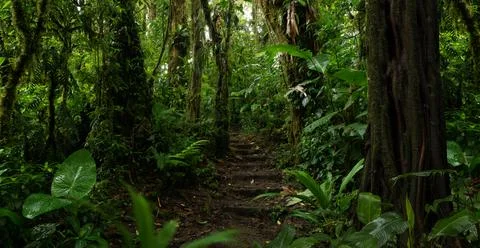 Tropical rainforest Stock Photos