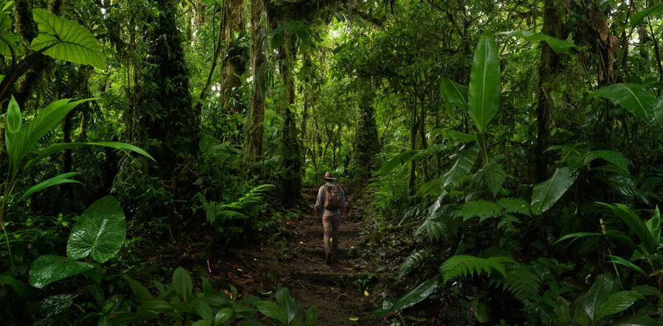 Tropical rainforest Stock Photos