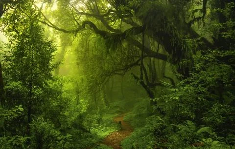 Tropical rainforest Stock Photos