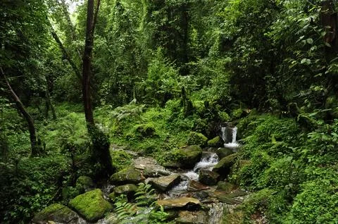 Tropical rainforest Stock Photos