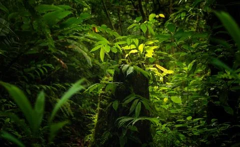 Tropical rainforest Stock Photos