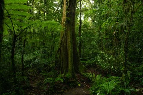 Tropical rainforest Stock Photos