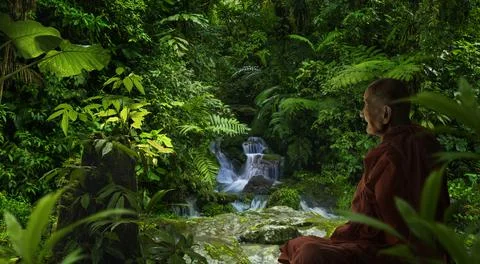 Tropical rainforest Stock Photos