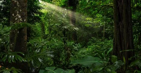 Tropical rainforest Stock Photos