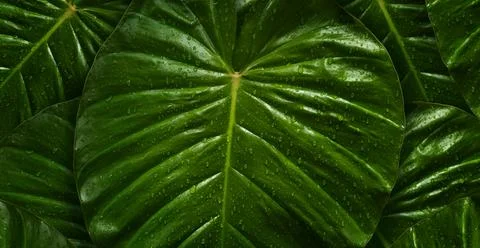 Tropical rainforest Stock Photos
