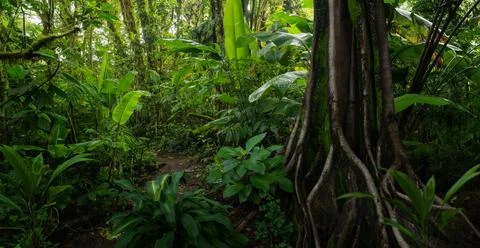 Tropical rainforest Stock Photos