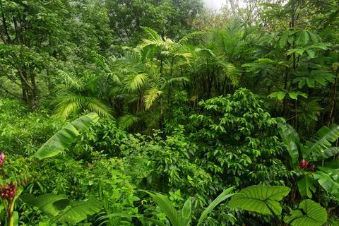 Tropical rainforest Stock Photos