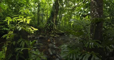 Tropical rainforest Stock Photos