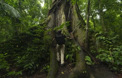 Tropical rainforest Stock Photos