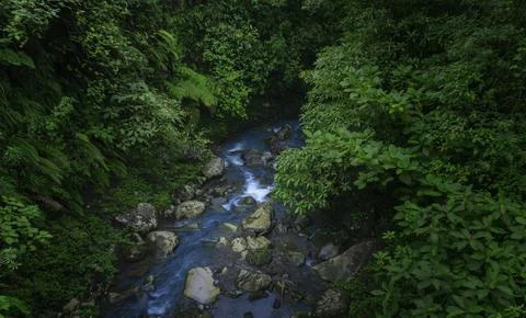 Tropical rainforest Stock Photos
