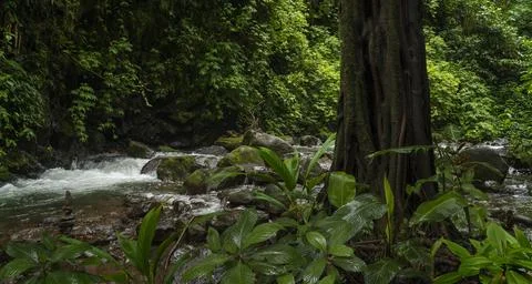 Tropical rainforest Stock Photos