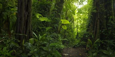 Tropical rainforest Stock Photos