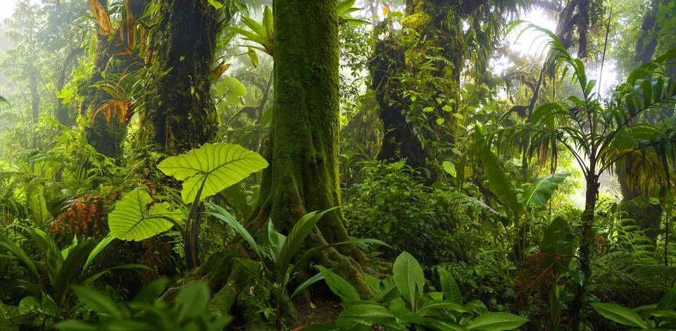 Tropical rainforest Stock Photos