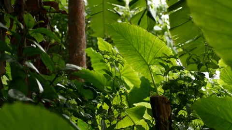 Tropical rainforest in Phuket Stock Footage 34284665