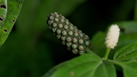 Tropical Rainforest Plant with Developing Fruit Spike Vídeos de archivo 336939703