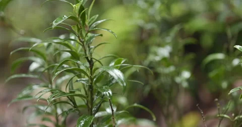 A tropical rainforest, with raindrops falling on the leaves Stock Footage 292850430
