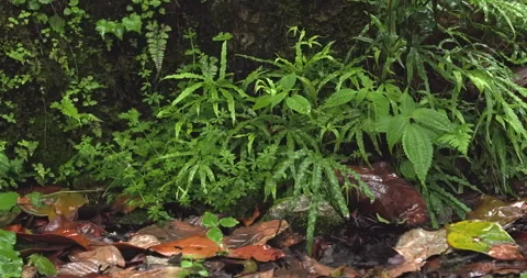 A tropical rainforest, with raindrops falling on the leaves Stock Footage 292850580