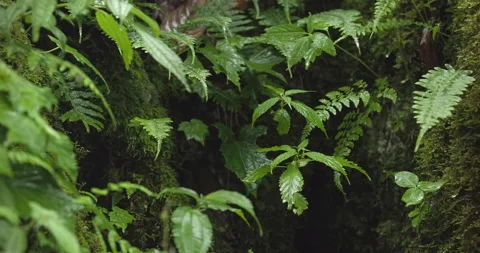A tropical rainforest, with raindrops falling on the leaves Stock Footage 292850602