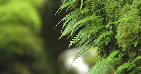 A tropical rainforest, with raindrops falling on the leaves Stock Footage 292850608