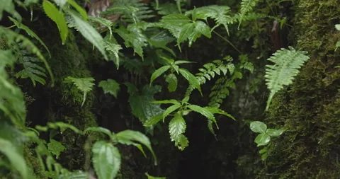A tropical rainforest, with raindrops falling on the leaves Stock Footage 292850702