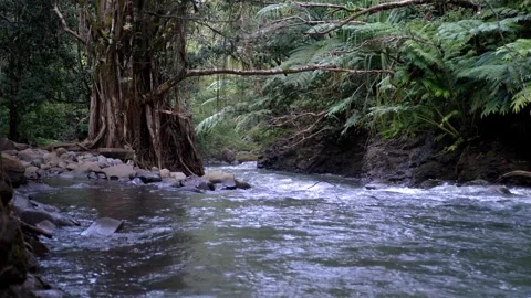 Tropical Rainforest River with Banyan Tree – Lush Jungle Water Stream Video stock 304121444