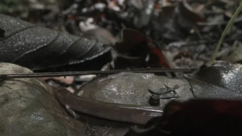 Tropical rainforest salamander on forest floor Stock Footage 257789708