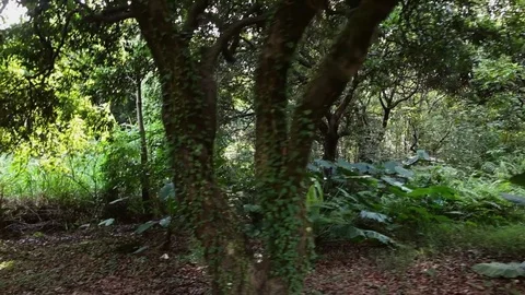 Tropical rainforest - steadicam Stock Footage 80331912